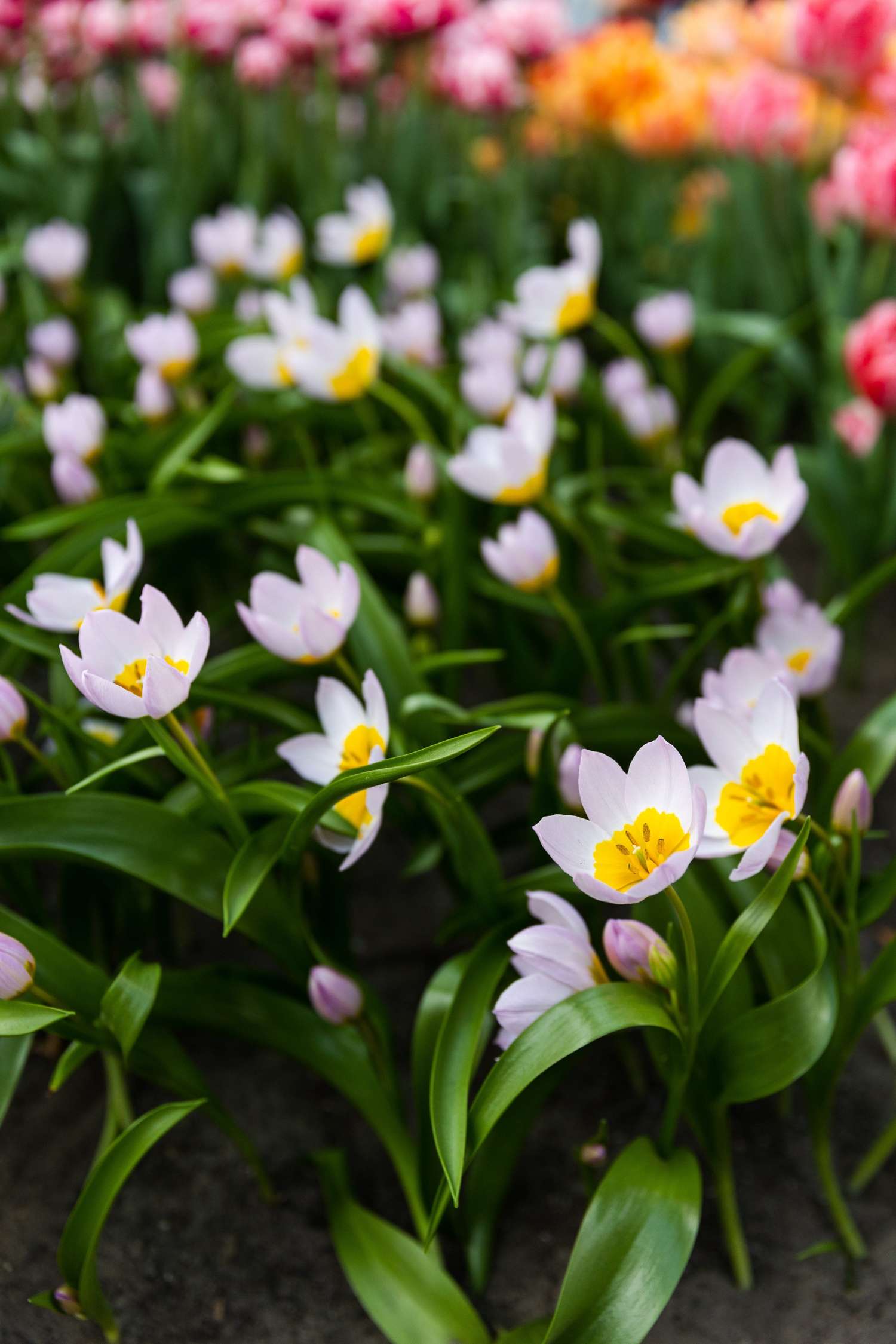 Tulpe 'Saxatilis' - Tulipaner